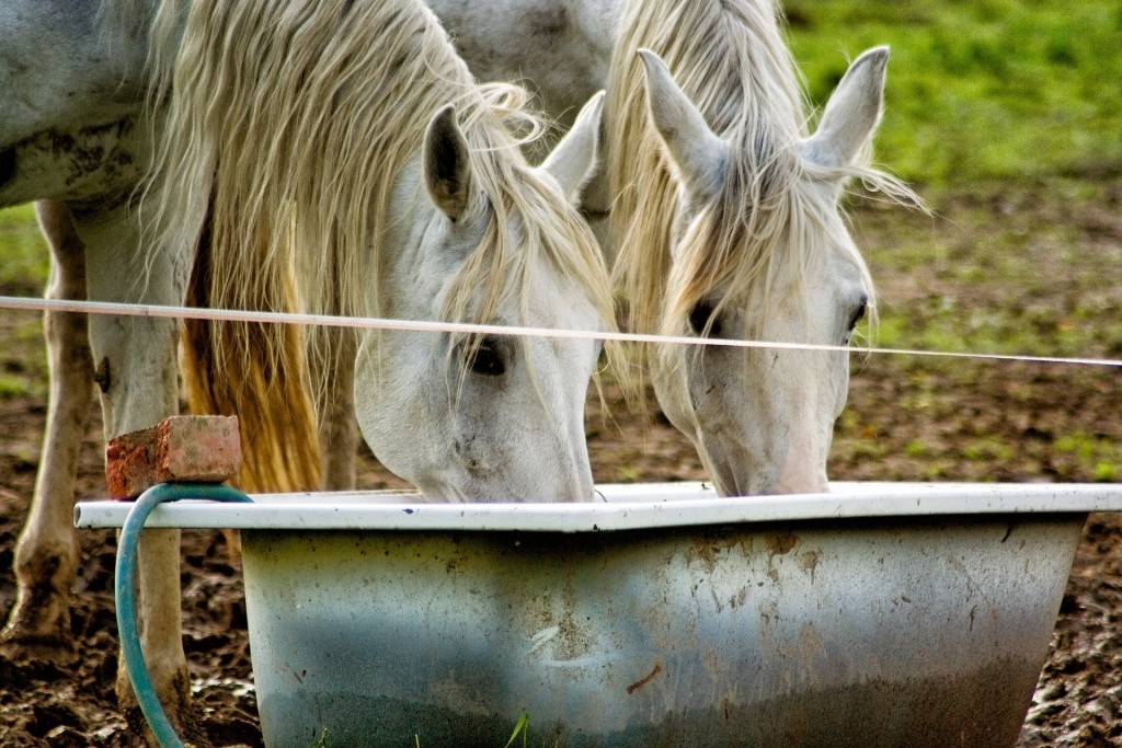 caballos toman agua